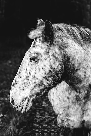 Pferdefotografie Überlingen, Detailaufnahme Pferd, 4Real Photography.