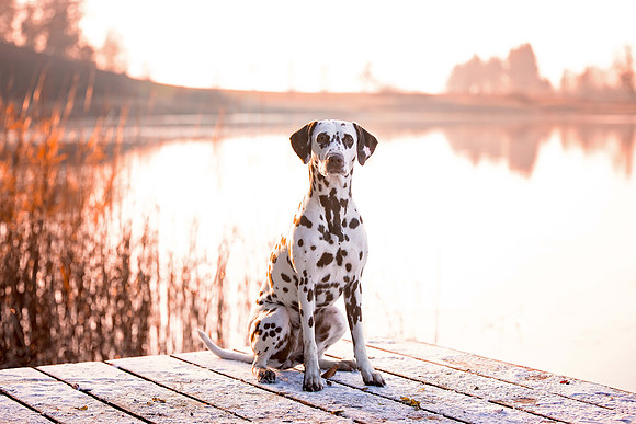 Hundefotografie Ravensburg & Kißlegg - "4Real Photography"