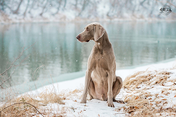 Hundefotografie Ravensburg & Kißlegg - "4Real Photography"