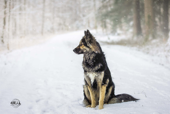 Hundefotografie Ravensburg & Kißlegg - "4Real Photography"