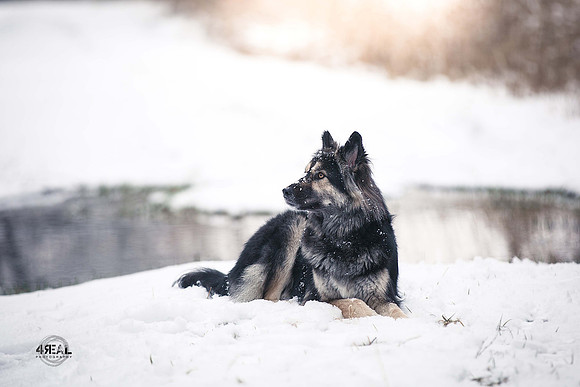 Hundefotografie Ravensburg & Kißlegg - "4Real Photography"