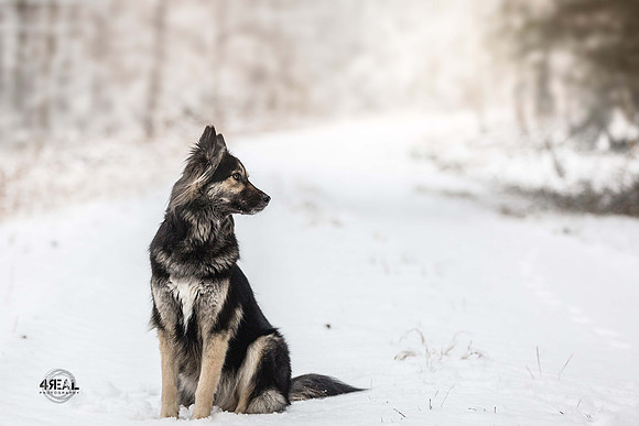 Hundefotografie Lindau & Friedrichshafen - "4Real Photography"