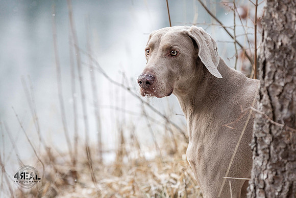 Hundefotografie Ravensburg & Kißlegg - "4Real Photography"