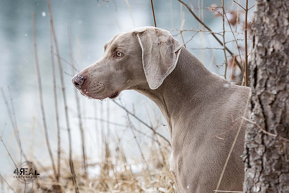 Hundefotografie Lindau & Friedrichshafen - "4Real Photography"