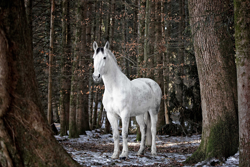 Pferdefotografie Bad Waldsee & Biberach - "4Real Photography"