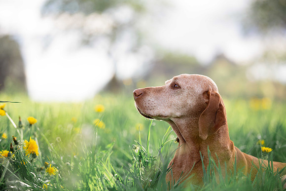 Hundefotografie Lindau & Friedrichshafen - "4Real Photography"