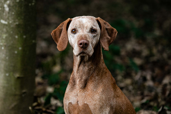 Hundefotografie Lindau & Friedrichshafen - "4Real Photography"