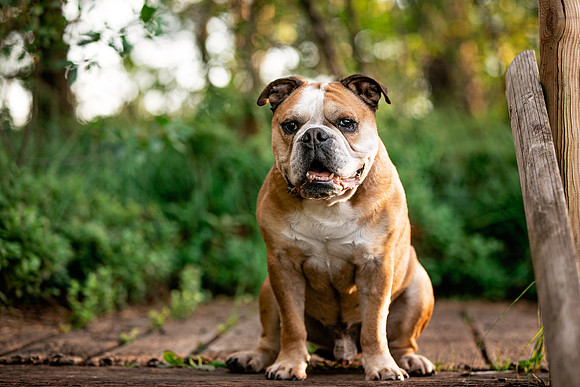 Hundefotografie Lindau & Friedrichshafen - "4Real Photography"